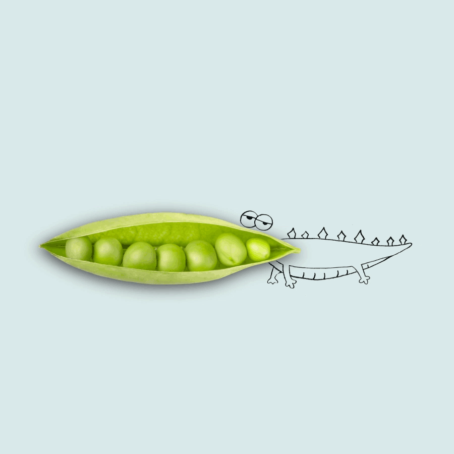 A crocodile with a peapod for it's mouth blinking